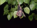 Gewone ruset (Rousettus amplexicaudatus), 2 of 3