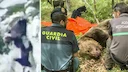 Muere un macho de oso pardo tras pelear con una hembra y su cría y despeñarse en Palencia
Un macho adulto de oso pardo se ha enfrentado a una hembra acompañada de una crí