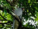 Borneo-grys-langur