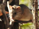 Swartrot (Rattus rattus), 2 of 4