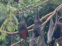Groot vlieënde jakkals (Pteropus vampyrus), 7 of 8