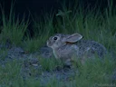 Robuuste katoenstertkonyn (Sylvilagus robustus), 4 of 4