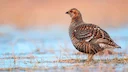 Ohio Proposes Major Changes for Grouse, Deer, and Fall Turkey Hunting Seasons

The Ohio Department of Natural Resources (ODNR) Division of Wildlife has unveiled a compreh