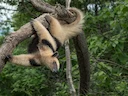Noordelike tamandua (Tamandua mexicana), 3 of 4