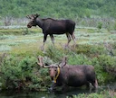 Elk Reintroduction Project Gains Momentum in the UK

Wildlife experts in the East Midlands have confirmed progress in a groundbreaking initiative to reintroduce European 