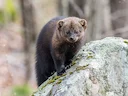 Fisemartens (Pennant se martens) (Pekania pennanti), 1 of 3