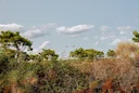 Hunting in SOFALA, Mozambique: Ecosystems, Methods, Regulations, and Cultural Traditions for Enthusiasts
 
The Natural and Geographical Landscape: Hunting Environments an