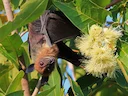 Indiese vlieënde jakkals (Pteropus giganteus), 2 of 3