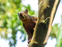 Gekleurde eekhoring (Sciurus variegatoides), 3 of 3