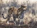 Luiperd (Veldluiperd) (Panthera pardus pardus), 3 of 3