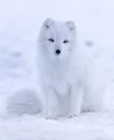 Arktiese vos (Sneeuvos) Arktiese vos (Sneeuvos)