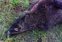 Výše zástřelného a nálezného v oblastech s výskytem afrického moru prasat se sjednocuje na 2000 Kč
Státní veterinární správa (SVS) v reakci na vývoj nákazové situace afri