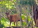 Indiese sambar (Rusa unicolor), 7 of 11