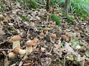 Wilson Brenot
Guten Morgen an alle, heute dept54 traue ich mich gar nicht mehr zu laufen, so viele waren es 🤩 🍄🌳🧺