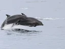 Gewone bottelneusdolfyn (Tursiops truncatus), 2 of 6