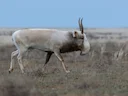Saiga-antilope (Saiga tatarica), 1 of 8
