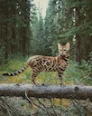 Bengalkat, eller dværgkat, eller fjernøstlig kat (lat. Prionailurus bengalensis) er en katteart fra underfamilien af ​​små katte. Bengalske katte lever i Syd- og Østasien