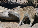 Siberiese wilde vark (Siberiese vark)