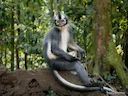 Thomas-se-langur (Presbytis thomasi), 6 of 7