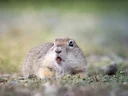 Klein grondseekat (Spermophilus pygmaeus), 1 of 4