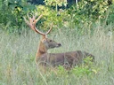 Swampbok (Rucervus duvaucelii), 2 of 5