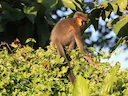 Kaplangur (Trachypithecus pileatus), 5 of 6
