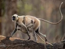 Bengaalse heilige langur (Semnopithecus entellus), 4 of 5