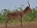 Saiga-antilope (Saiga tatarica), 3 of 8