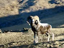 Karelinisnef (Karelinimouflon) (Ovis ammon karelini), 1 of 3