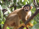 Boliviaanse eekhornaap (Saimiri boliviensis), 4 of 4