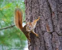 Rooie eekhoring (Hudsonse eekhoring) (Tamiasciurus hudsonicus), 2 of 3