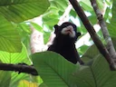 Rooikappie-tamaryn (Saguinus pileatus), 4 of 5