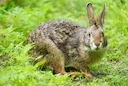 Moeraskonyn (Vleikonyn) (Sylvilagus palustris), 2 of 3