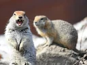 Arktiese grondseekat