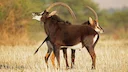 Hunting in Unity State: Landscapes, Local Hunting Culture, and Wildlife Resources

Geographic and Environmental Setting of Unity

Unity State is located in the north-cent