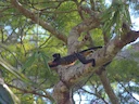 Rooibors-tamandoe (Saguinus labiatus), 6 of 6