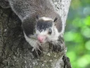 Sri Lanka-reusaghoorn (Ratufa macroura), 3 of 3