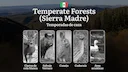 Temporadas y períodos de caza en los Bosques Templados de Sierra Madre: Periodos Legales, Comportamiento de la Fauna y Requisitos para Cazadores
Los bosques templados de Temporadas y períodos de caza en los Bosques Templados de Sierra Madre: Periodos Legales, Comportamiento de la Fauna y Requisitos para Cazadores
Los bosques templados de