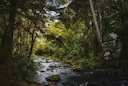 Bay of Plenty Hunting Guide: Top Spots, Seasons, Game, Laws and Cultural Traditions in New Zealand

Natural and topographical features of the region: game-rich wilderness