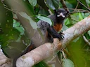 Rooibors-tamandoe (Saguinus labiatus), 3 of 6