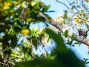 Rooikappie-tamaryn (Saguinus pileatus), 2 of 5