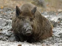 Jagd in Biel/Bienne (Kanton Bern), Schweiz: Topografische Merkmale, Jagdweisen, Wildtiere, Abschusszeiten, Dachverbände, Rechtsvorschriften und kulturelle Gepflogenheiten