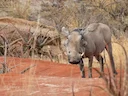 Desert Warthog