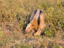 Suidelike tamandua (Tamandua tetradactyla), 3 of 5