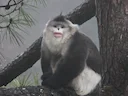 Swart stompneusapie (Rhinopithecus bieti), 4 of 4