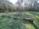 🇭🇺🐗🦌🌿

🌿🌿kräftiges Waidmanns Heil!🌿🌿

