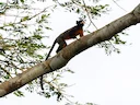 Rooibors-tamandoe (Saguinus labiatus), 4 of 6