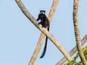 Vlekgesig-tamarijn (Saguinus inustus), 4 of 5