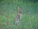 Oosterse katoenstertkonyn (Sylvilagus floridanus), 1 of 3