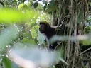 Swart kapusien (Sapajus nigritus), 2 of 4
